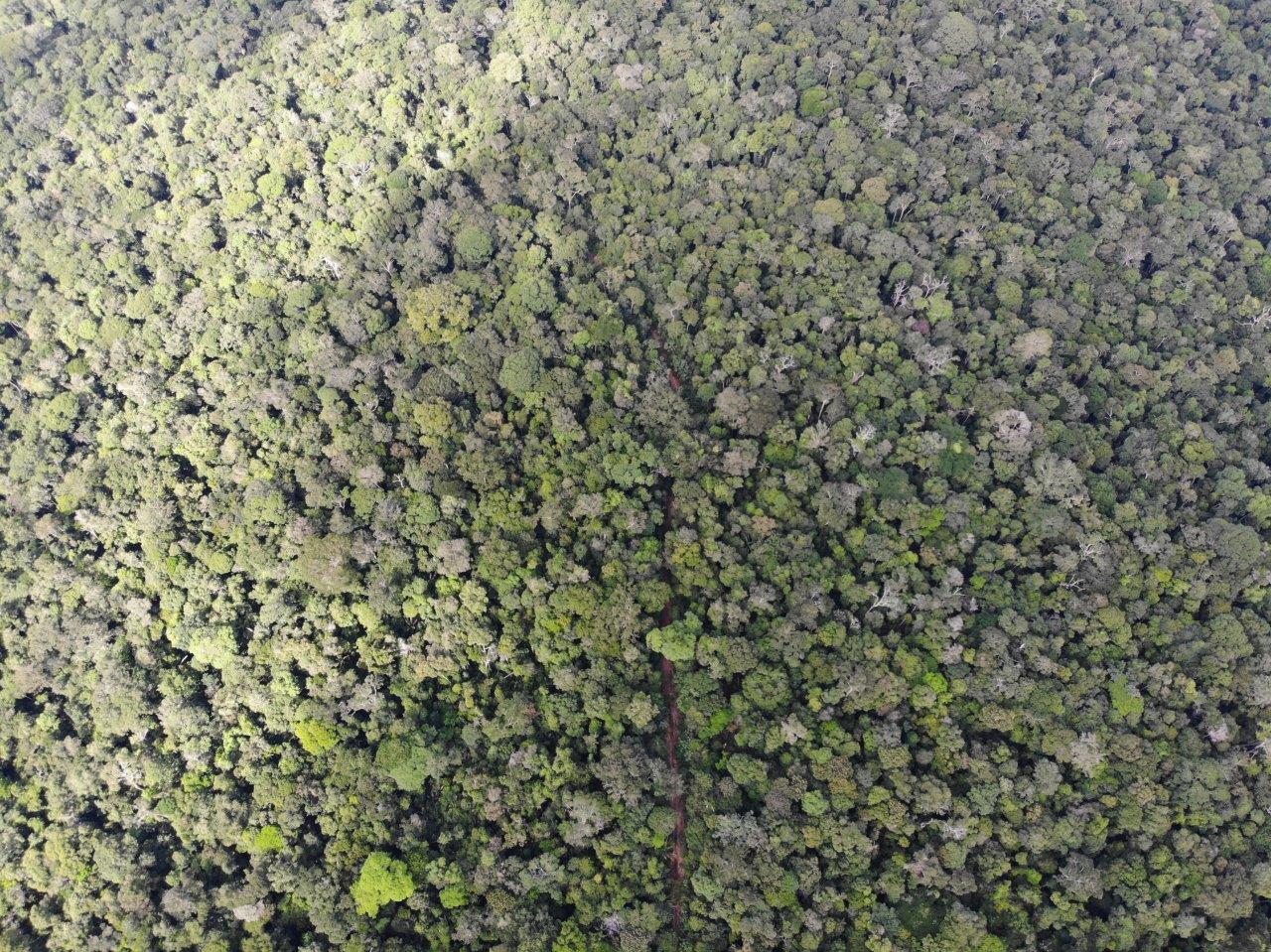 1 - Extração UMF II -  Lado esquerdo da foto foi extraído em 2013 e lado direito será extraído em 2020.jpg