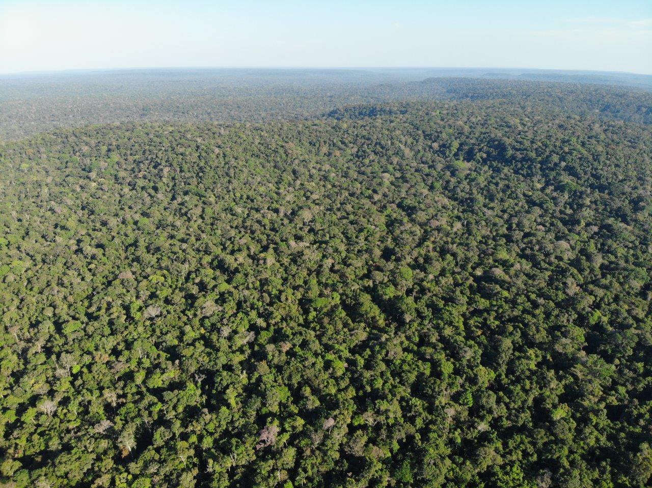 3 -  Extração UMF IA - área extraída em 2016. - Mostra como a floresta se regerena facilmente (1).jpg